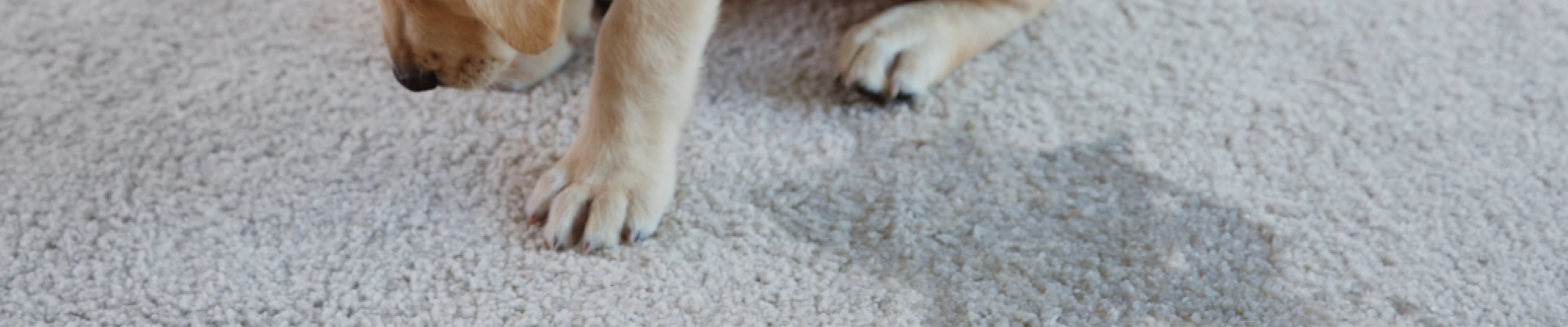 carpet cleaning in new york, carpet cleaning New York, carpet cleaners in New York, commercial carpet cleaning, commercial carpet cleaning in New York, New York rug cleaners, rug cleaning services in New York, same day carpet cleaning, same day rug cleaning, upholstery cleaning services in new york, carpet cleaning services in ny, ny carpet cleaning , rug cleaning ny, upholstery cleaning ny